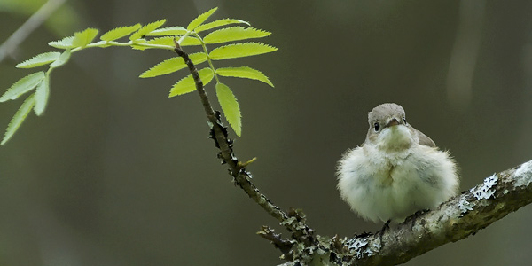 Pikkusieppo, Red-breasted Flycatcher, Ficedula parva